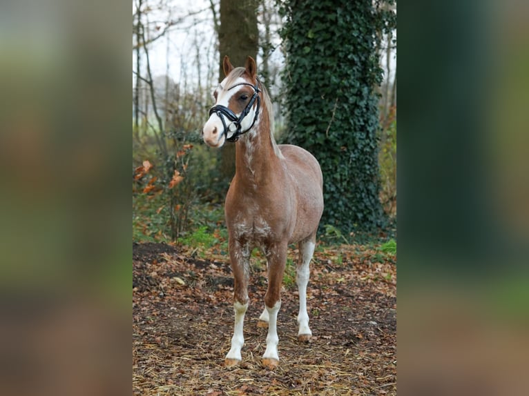 Galés B Caballo castrado 2 años 125 cm Alazán in Aalten