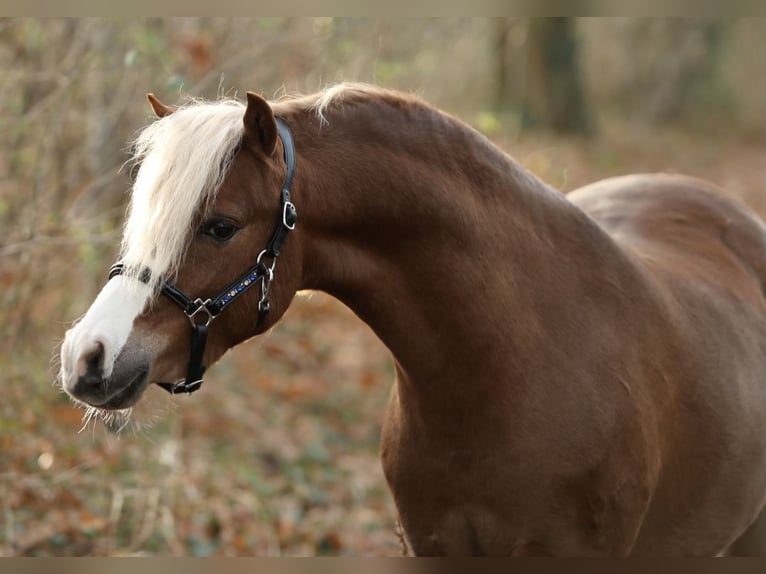 Galés B Caballo castrado 2 años 126 cm Alazán in Aalten