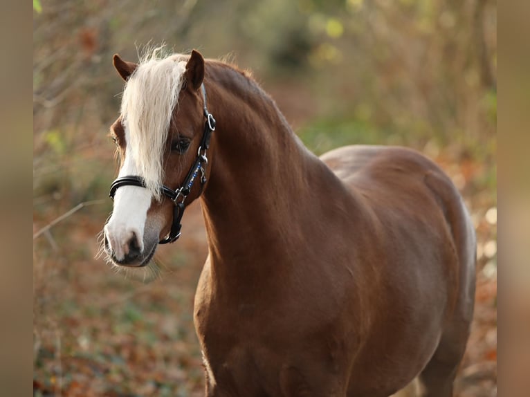 Galés B Caballo castrado 2 años 126 cm Alazán in Aalten