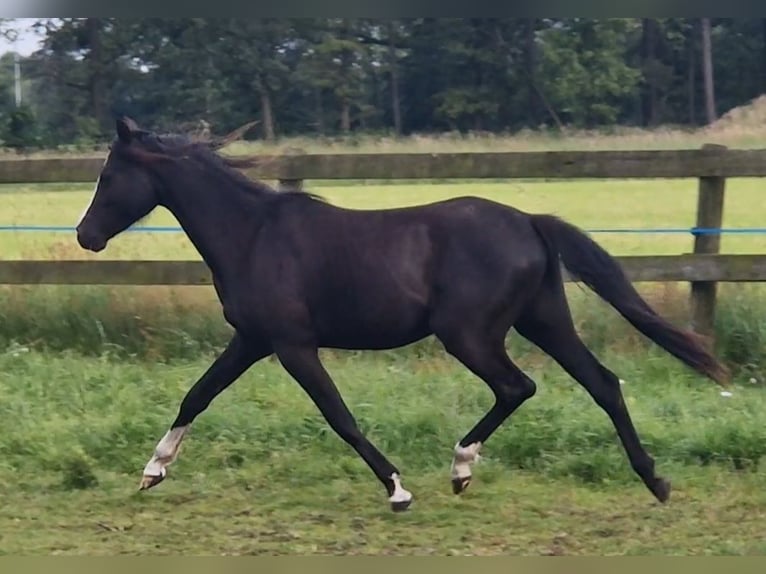 Galés B Caballo castrado 2 años 127 cm Negro in Gilze