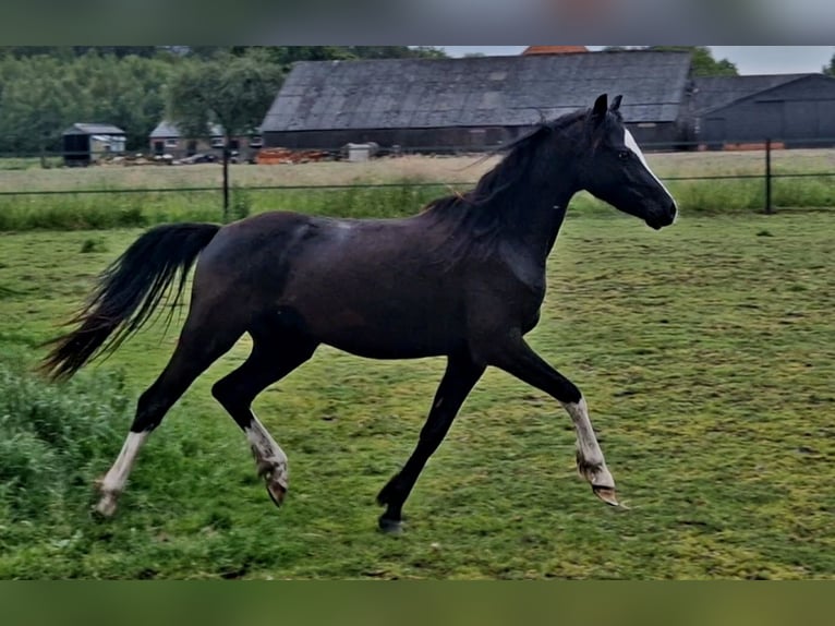 Galés B Caballo castrado 2 años 127 cm Negro in Gilze