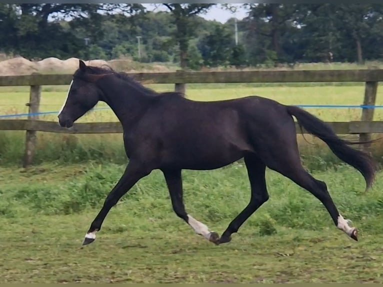 Galés B Caballo castrado 2 años 127 cm Negro in Gilze