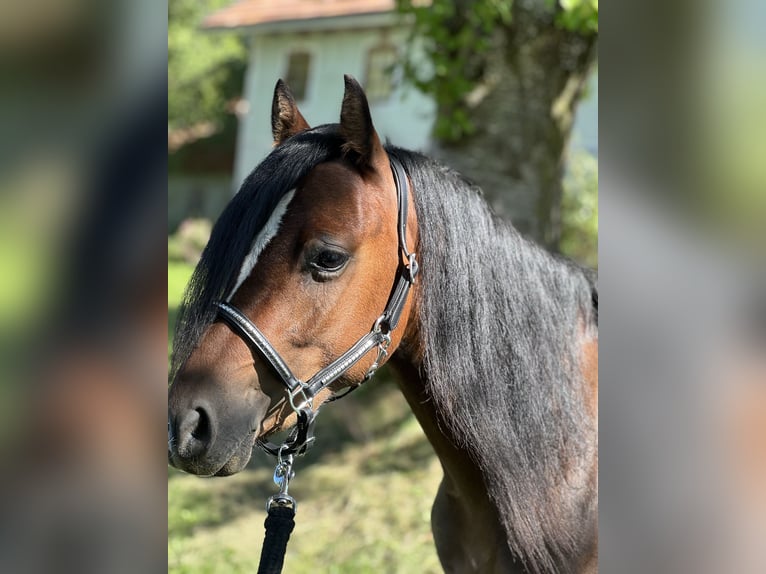Galés B Caballo castrado 2 años 130 cm Castaño in Helpfau