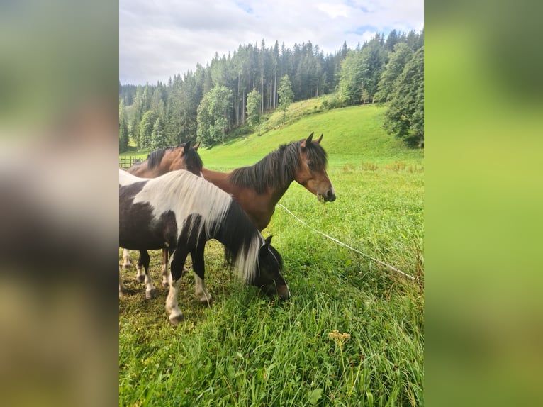 Galés B Caballo castrado 2 años 130 cm Morcillo in Ramsau am Dachstein