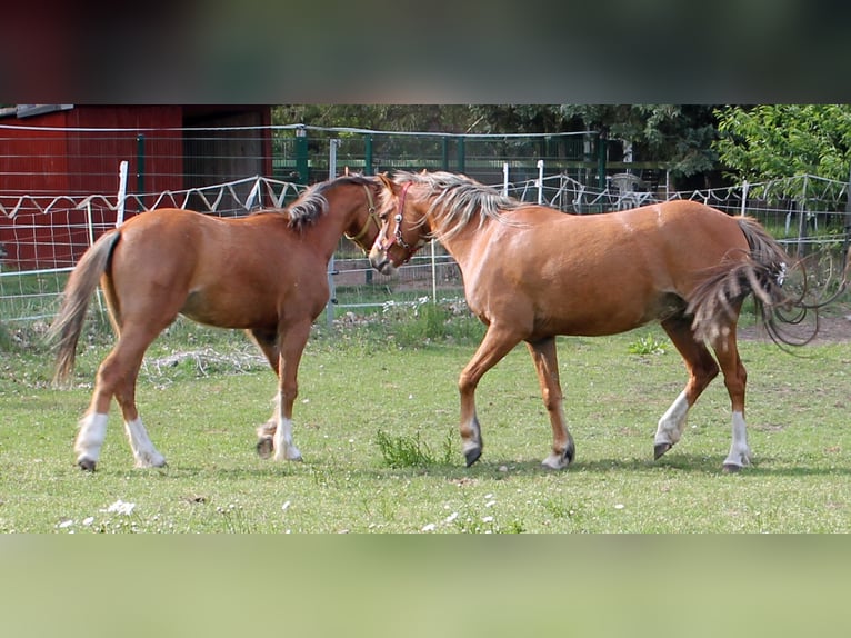 Galés B Caballo castrado 2 años 131 cm Alazán in Vielank