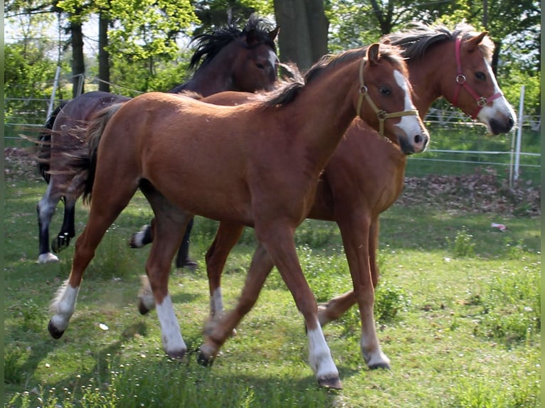 Galés B Caballo castrado 2 años 131 cm Alazán in Vielank