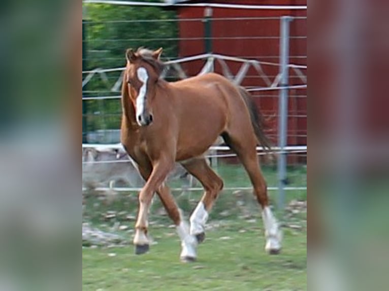 Galés B Caballo castrado 2 años 131 cm Alazán in Vielank
