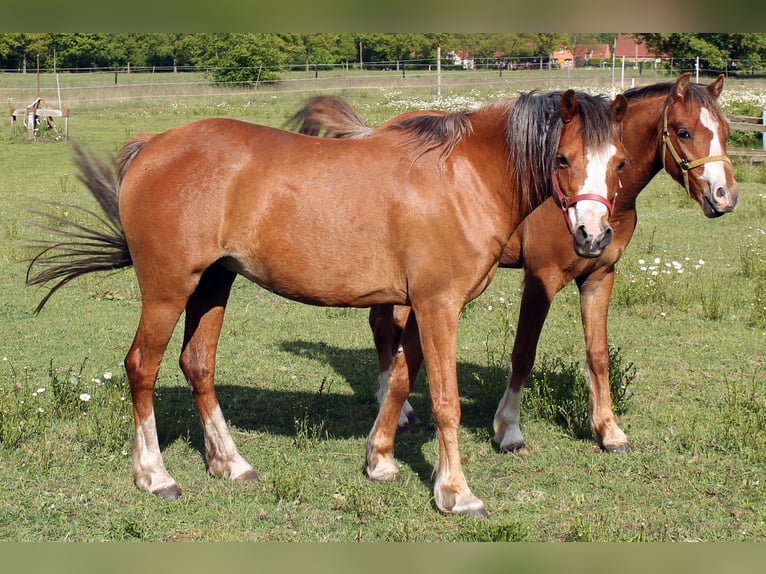 Galés B Caballo castrado 2 años 131 cm Alazán in Vielank