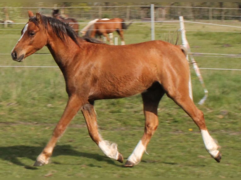 Galés B Caballo castrado 2 años 131 cm Alazán in Vielank