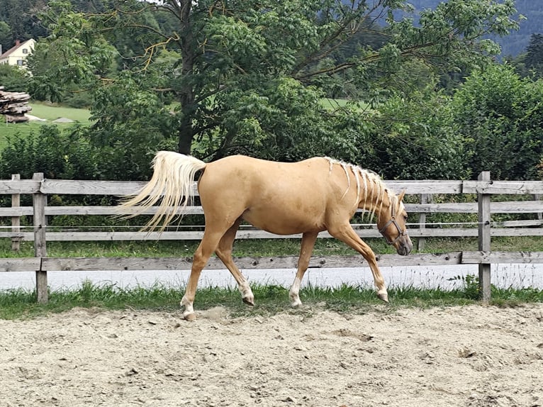 Galés B Mestizo Caballo castrado 2 años 135 cm Palomino in St. Ruprecht