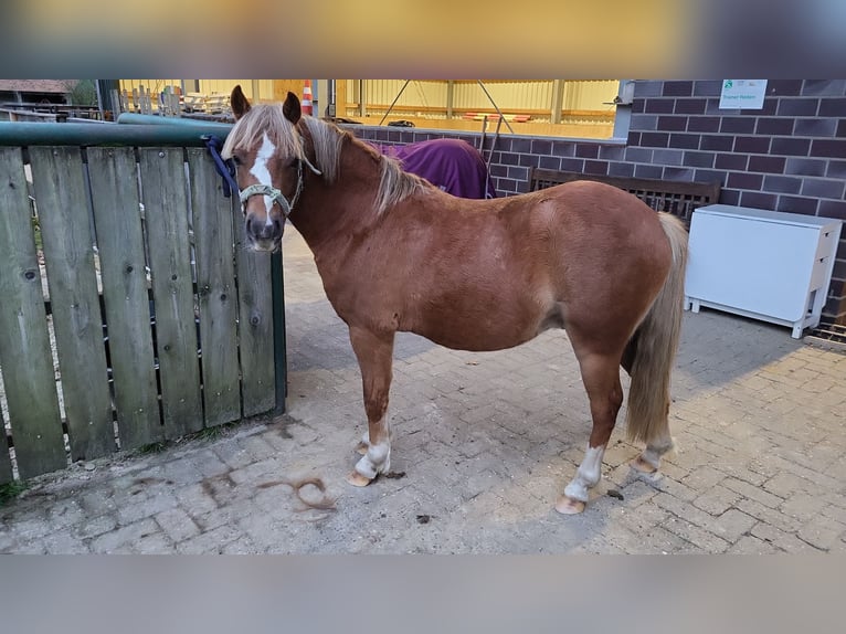 Galés B Mestizo Caballo castrado 3 años 120 cm Alazán in Spahnharrenstätte