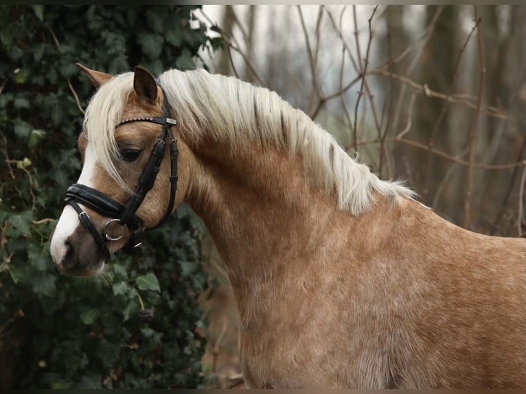 Galés B Caballo castrado 3 años 123 cm Palomino in Aalten