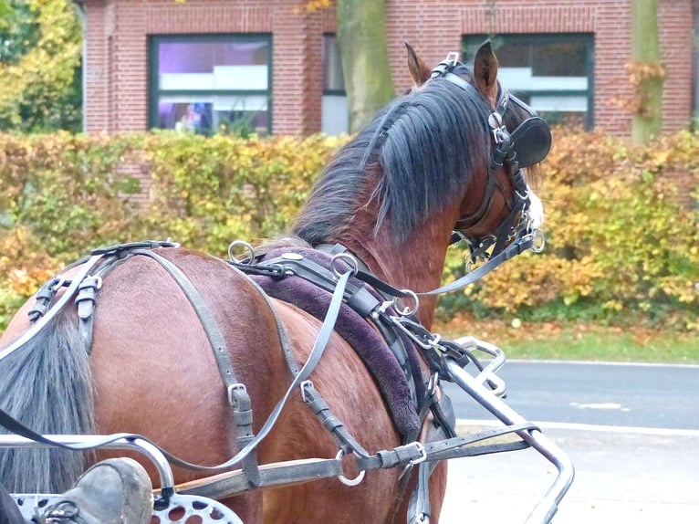 Galés B Caballo castrado 3 años 124 cm in Halle