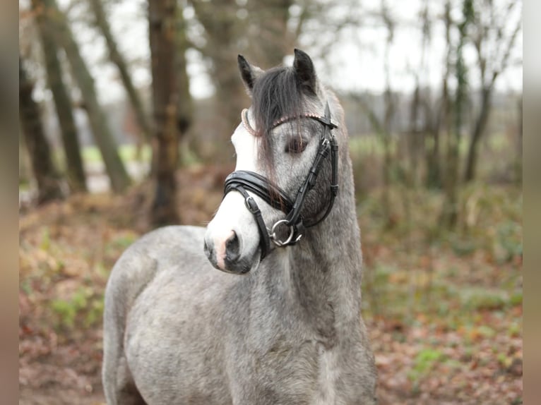 Galés B Mestizo Caballo castrado 3 años 124 cm Tordo in Aalten