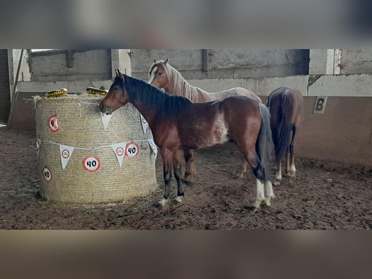 Galés B Caballo castrado 3 años 125 cm Castaño in Niederzier