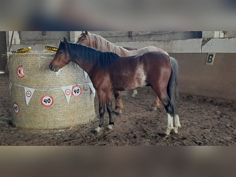 Galés B Caballo castrado 3 años 125 cm Castaño in Niederzier