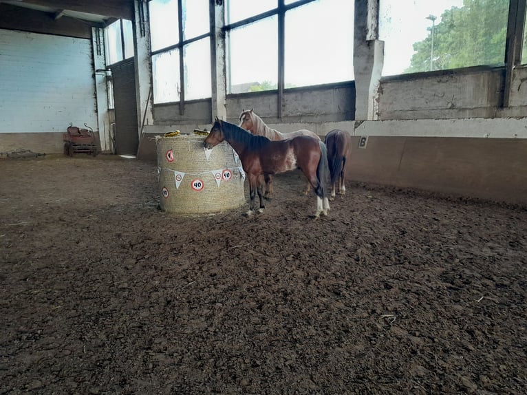 Galés B Caballo castrado 3 años 125 cm Castaño in Niederzier