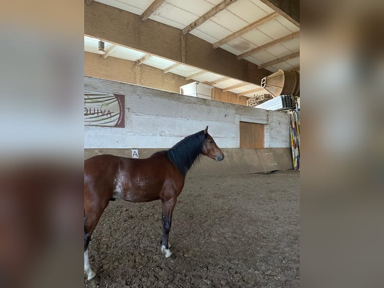 Galés B Caballo castrado 3 años 125 cm Castaño in Niederzier