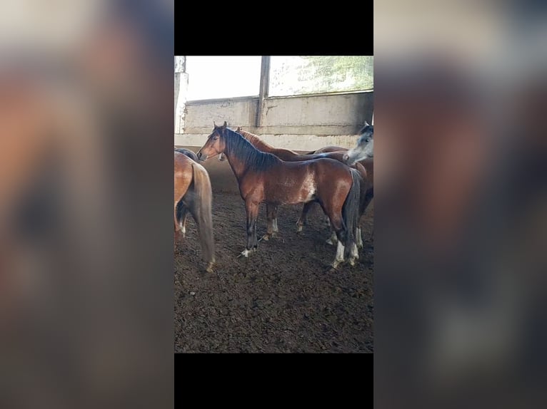 Galés B Caballo castrado 3 años 125 cm Castaño in Niederzier