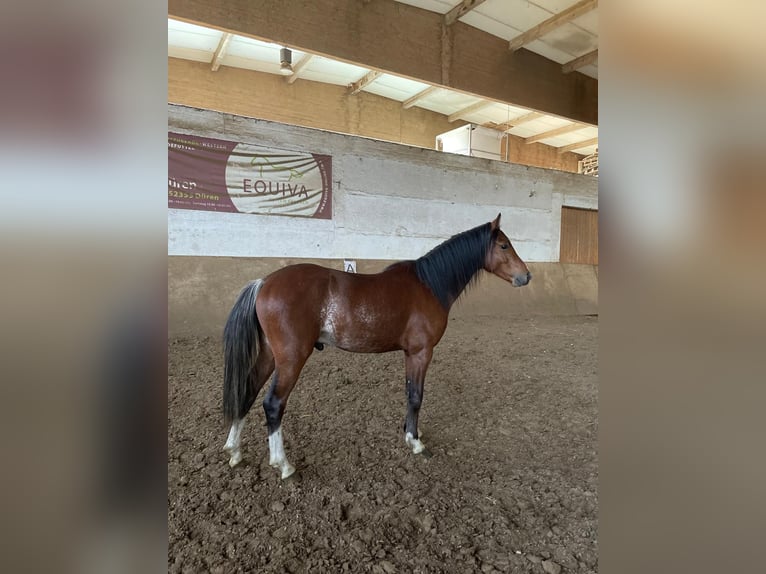 Galés B Caballo castrado 3 años 125 cm Castaño in Niederzier