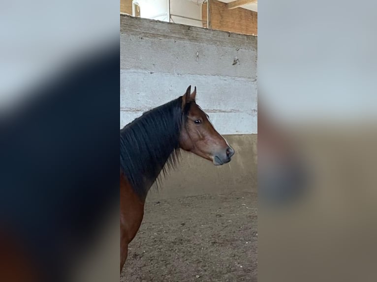 Galés B Caballo castrado 3 años 125 cm Castaño in Zülpich