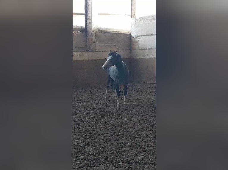 Galés B Caballo castrado 3 años 125 cm Tordo rodado in Niederzier