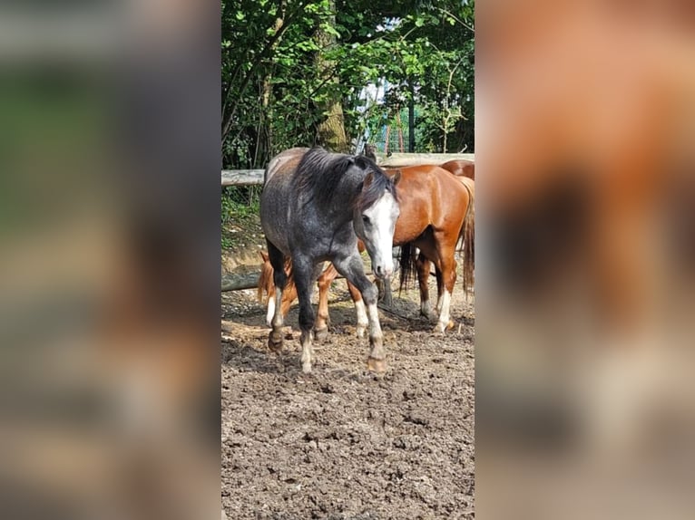 Galés B Caballo castrado 3 años 125 cm Tordo rodado in Niederzier