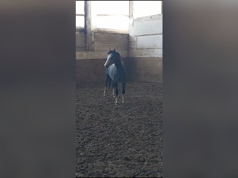 Galés B Caballo castrado 3 años 125 cm Tordo rodado in Niederzier