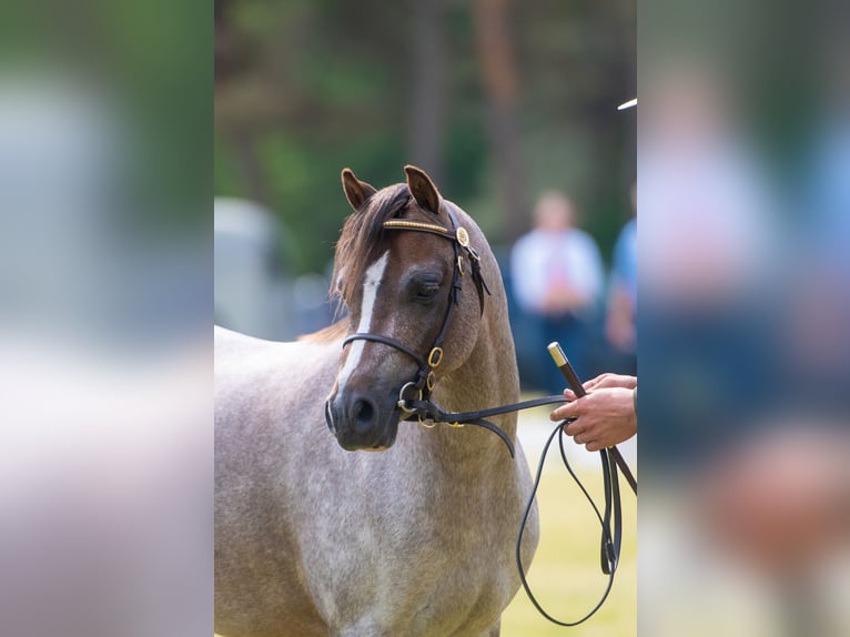 Galés B Caballo castrado 3 años 125 cm Tordo ruano in hinges