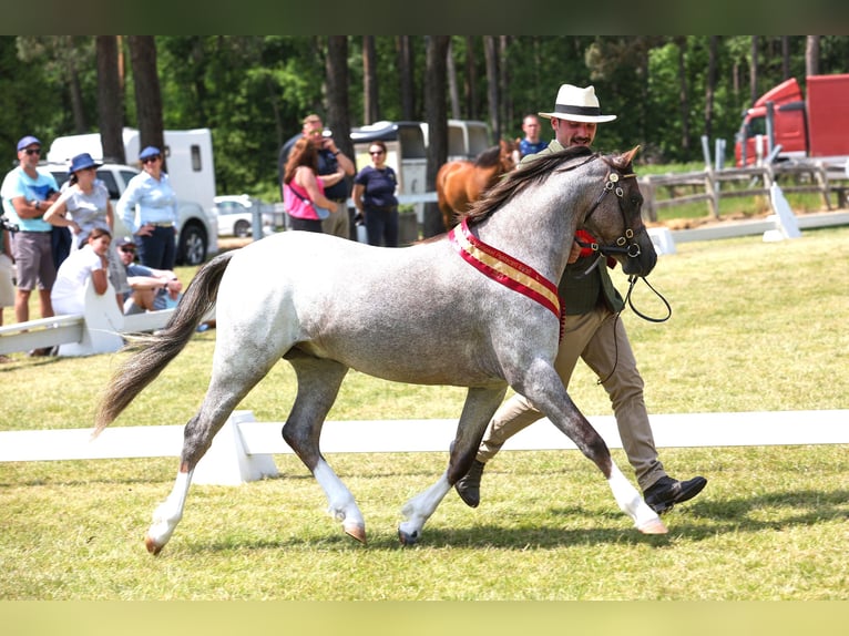 Galés B Caballo castrado 3 años 125 cm Tordo ruano in hinges