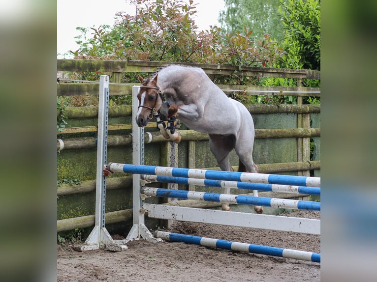 Galés B Caballo castrado 3 años 125 cm Tordo ruano in hinges