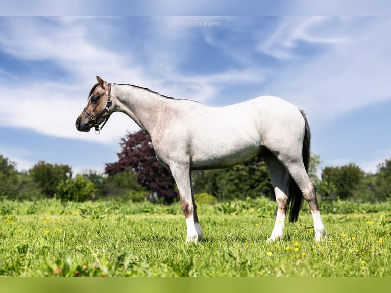 Galés B Caballo castrado 3 años 125 cm Tordo ruano in hinges