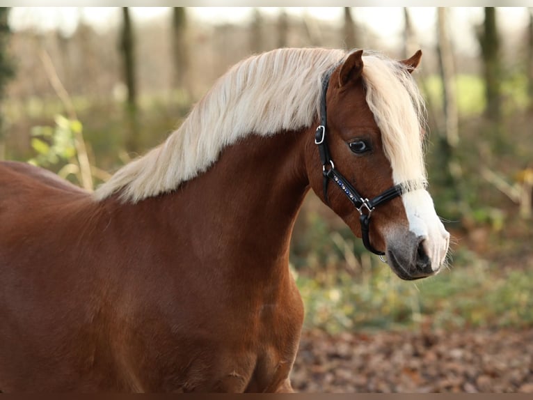 Galés B Caballo castrado 3 años 126 cm Alazán in Aalten