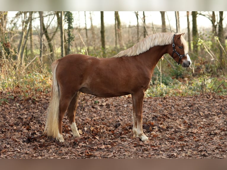 Galés B Caballo castrado 3 años 126 cm Alazán in Aalten