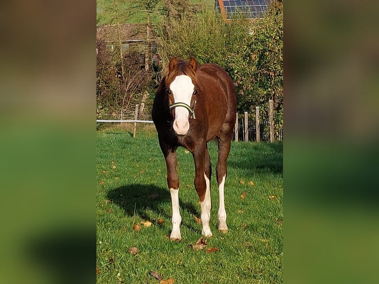 Galés B Caballo castrado 3 años 130 cm Alazán in Landolfshausen OT Mackenrode