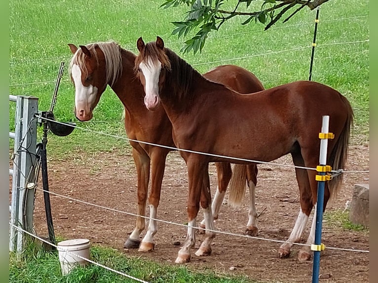 Galés B Caballo castrado 3 años 130 cm Alazán in Landolfshausen OT Mackenrode