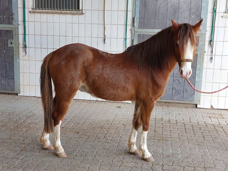 Galés B Caballo castrado 3 años 130 cm Alazán in Landolfshausen OT Mackenrode