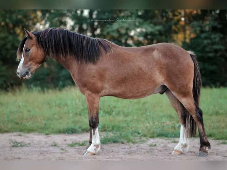 Galés B Caballo castrado 3 años 130 cm Castaño in Mechterstädt