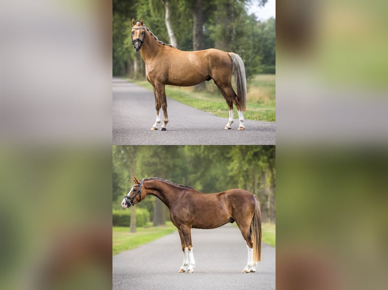 Galés B Caballo castrado 3 años 130 cm Palomino in Veendam