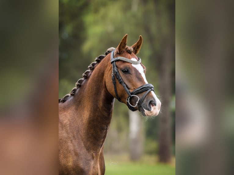 Galés B Caballo castrado 3 años 130 cm Palomino in Veendam