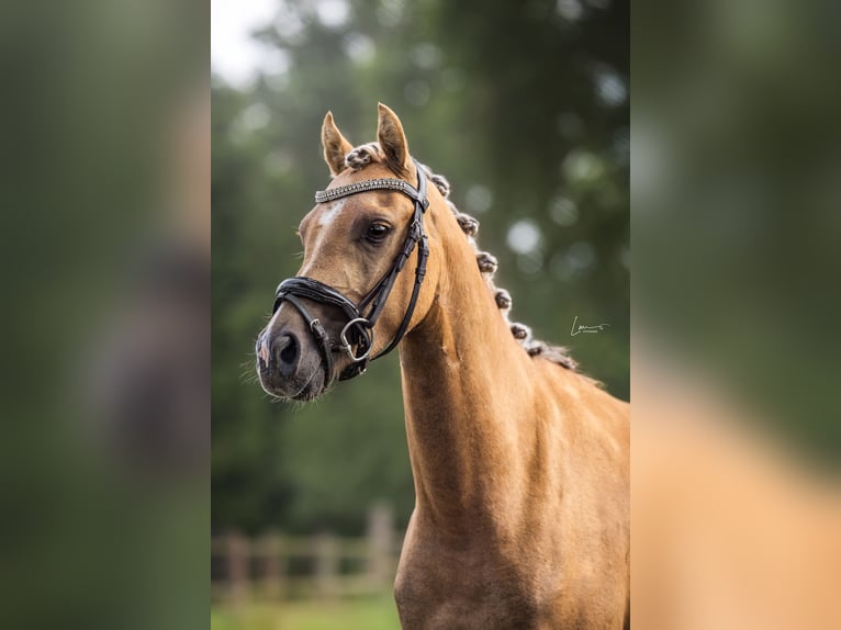 Galés B Caballo castrado 3 años 130 cm Palomino in Veendam