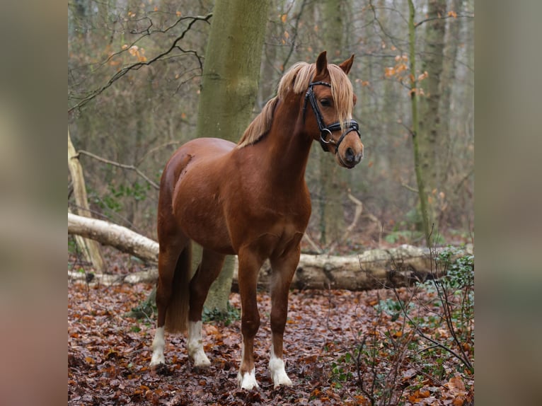 Galés B Caballo castrado 3 años 131 cm Alazán in Heemskerk