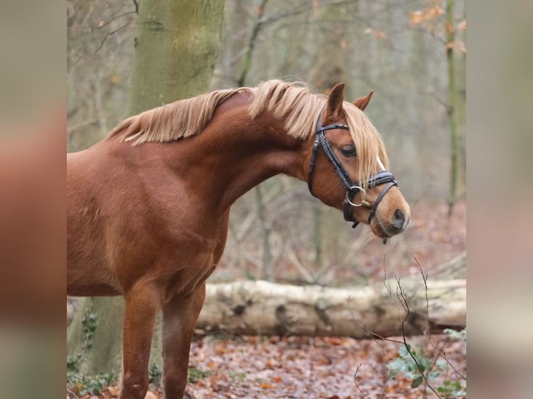 Galés B Caballo castrado 3 años 131 cm Alazán in Heemskerk