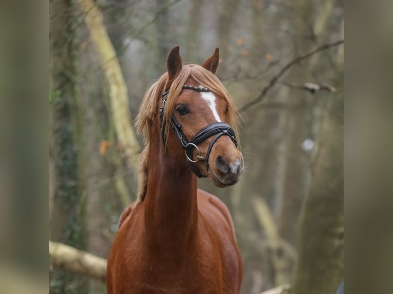 Galés B Caballo castrado 3 años 131 cm Alazán in Heemskerk