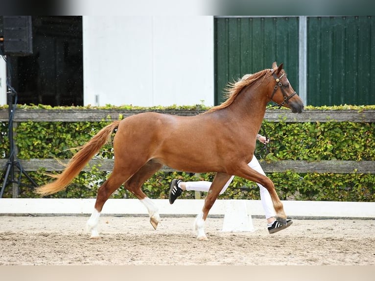 Galés B Caballo castrado 3 años 135 cm Alazán in Waterlandkerkje