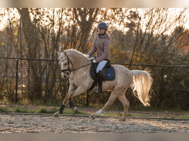 Galés B Caballo castrado 3 años 135 cm Palomino in Oirschot