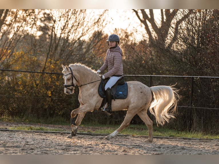 Galés B Caballo castrado 3 años 135 cm Palomino in Oirschot