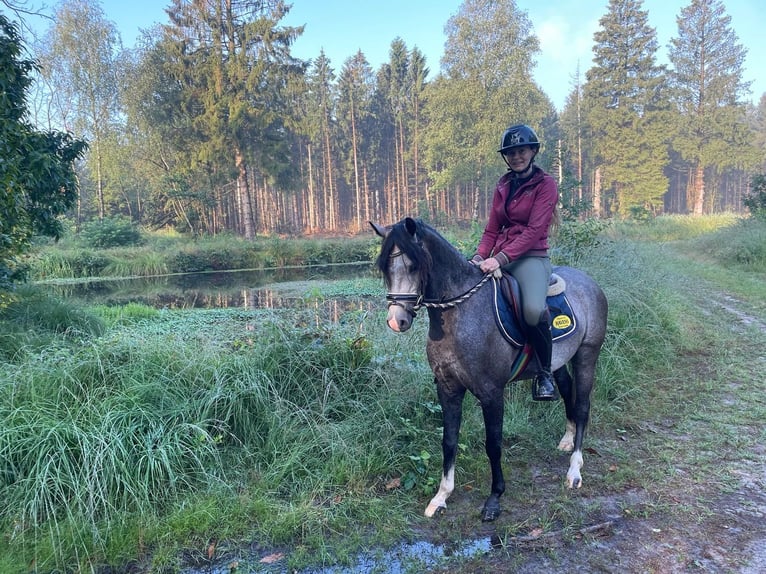 Galés B Caballo castrado 3 años 136 cm Ruano azulado in Ravenswoud