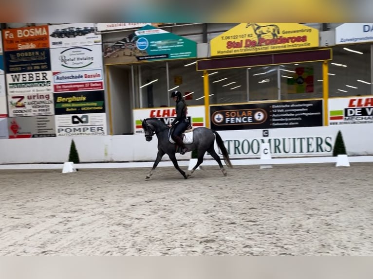 Galés B Caballo castrado 3 años 136 cm Ruano azulado in Ravenswoud