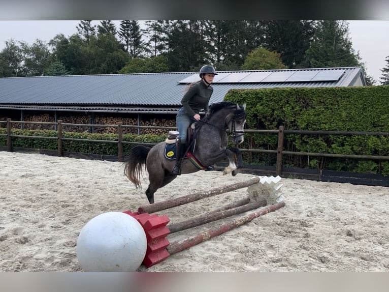 Galés B Caballo castrado 3 años 136 cm Ruano azulado in Ravenswoud